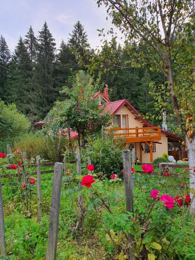 Forest Vibes Spa Cîmpu lui Neag Dış mekan fotoğraf
