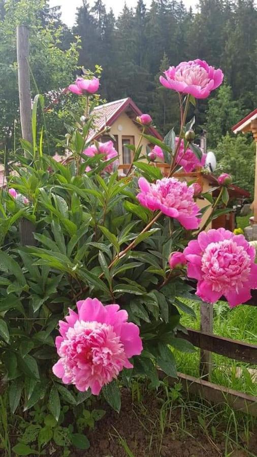 Forest Vibes Spa Cîmpu lui Neag Dış mekan fotoğraf