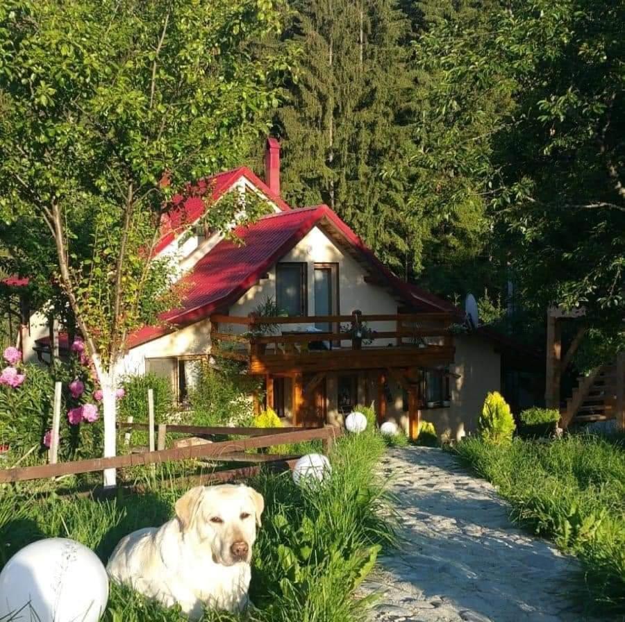 Forest Vibes Spa Cîmpu lui Neag Dış mekan fotoğraf