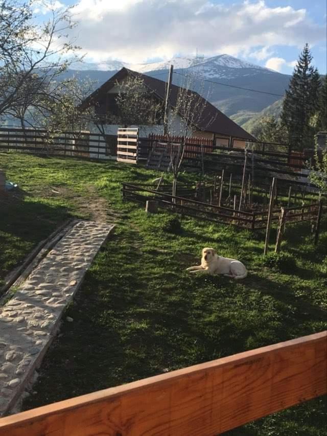 Forest Vibes Spa Cîmpu lui Neag Dış mekan fotoğraf