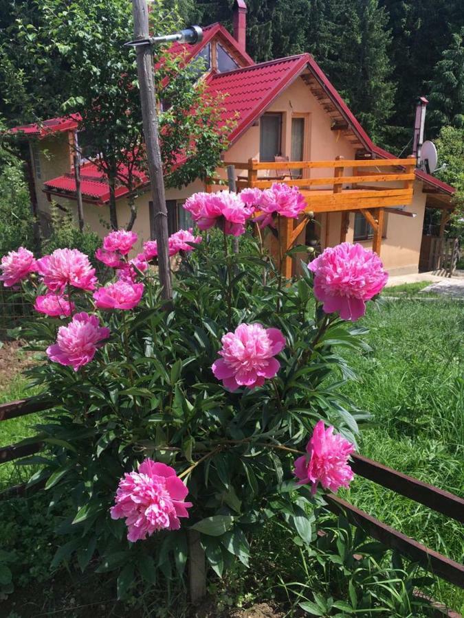 Forest Vibes Spa Cîmpu lui Neag Dış mekan fotoğraf