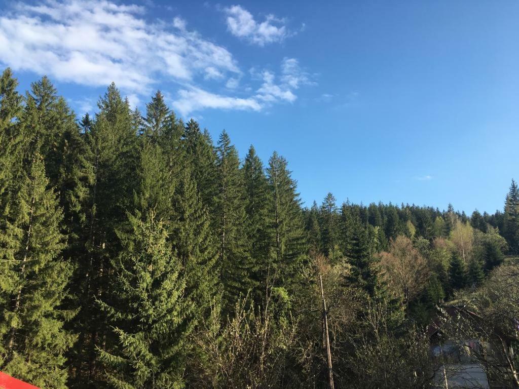 Forest Vibes Spa Cîmpu lui Neag Dış mekan fotoğraf