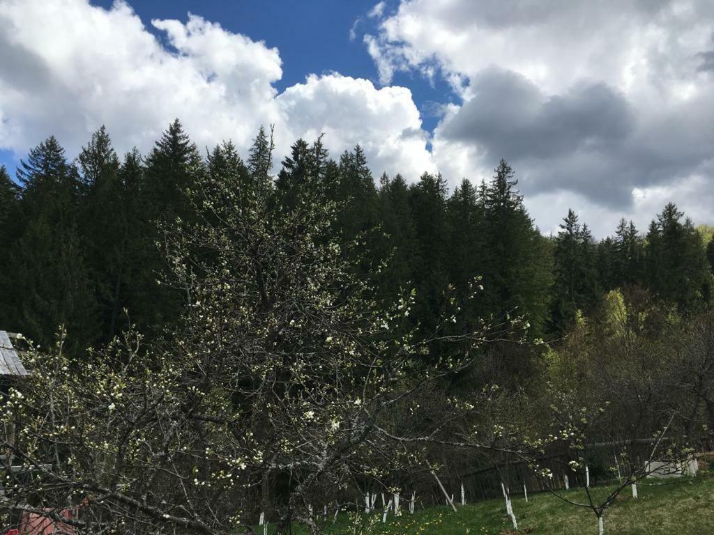 Forest Vibes Spa Cîmpu lui Neag Dış mekan fotoğraf